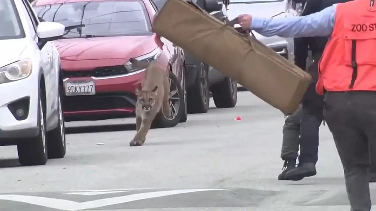 Mountain lion caught on video working by way of the streets of San Francsico