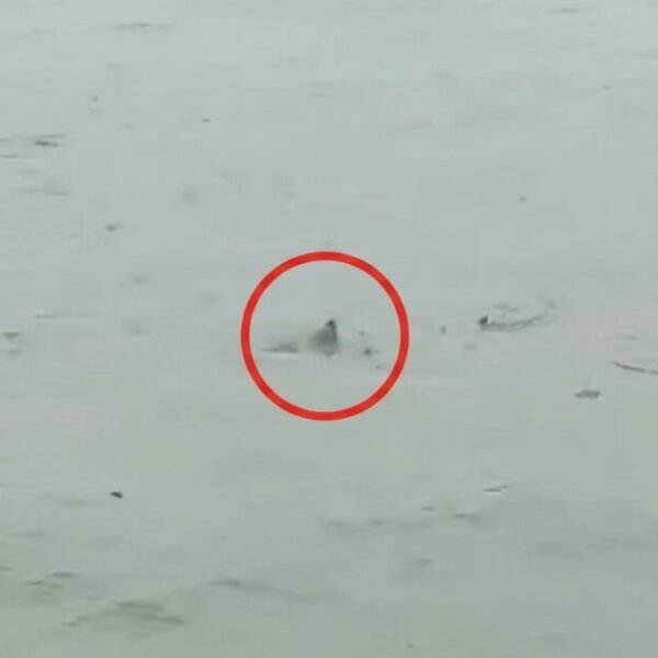 Possible Shark Spotted in Flooded New Jersey Streets as Nor’easter Batters State…