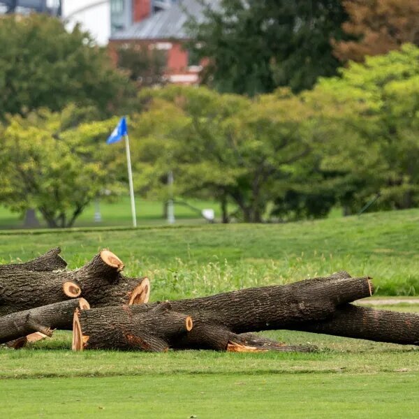 Park service will take away over 500 bushes from a historic golf&hellip;
