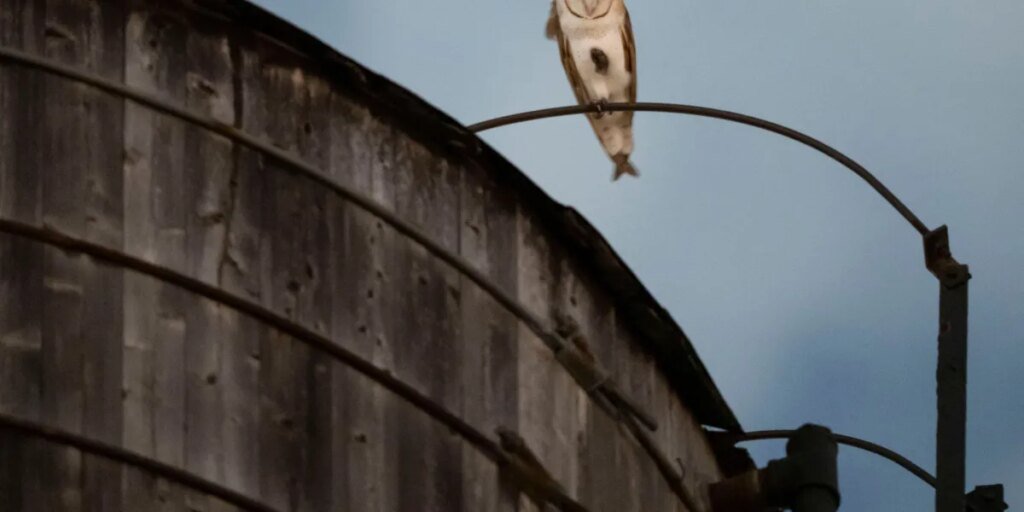 Who’s there? A uncommon household of barn owls takes over a water tower in Manhattan’s Upper West Side