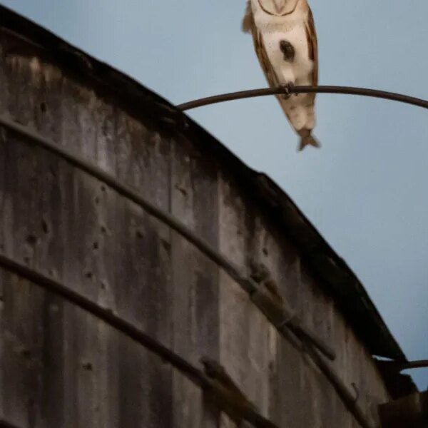 Who’s there? A uncommon household of barn owls takes over a water&hellip;