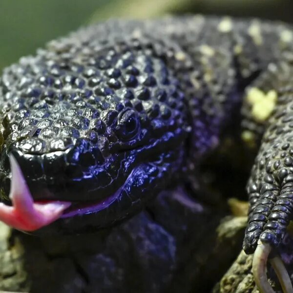What a desert lizard teaches us about patents and the GLP-1 revolution