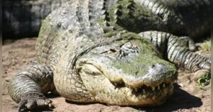 Alligator Attack in Florida Leaves One Person Dead – Witnesses Tell News Crew What They Witnessed (VIDEO) * The Gateway Pundit * by Jim Hoft
