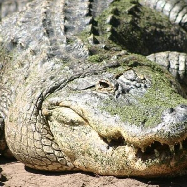Alligator Attack in Florida Leaves One Person Dead – Witnesses Tell News…