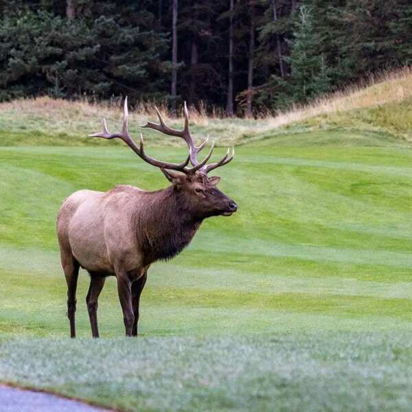 Viral video reveals large elk smash automobile window with brute drive in…