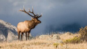 Two huge elk lock antlers in feisty Colorado struggle captured on beautiful wildlife footage