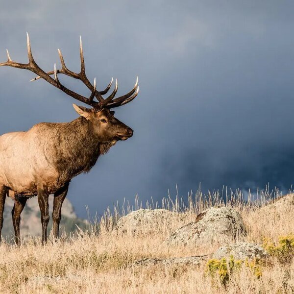 Two huge elk lock antlers in feisty Colorado struggle captured on beautiful…