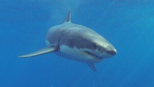 Great white shark makes terrifyingly shut go by fisherman in kayak in stunning video