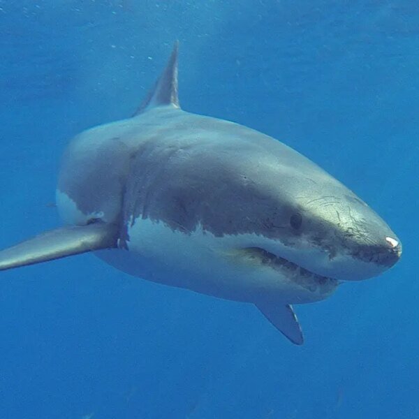 Great white shark makes terrifyingly shut go by fisherman in kayak in&hellip;