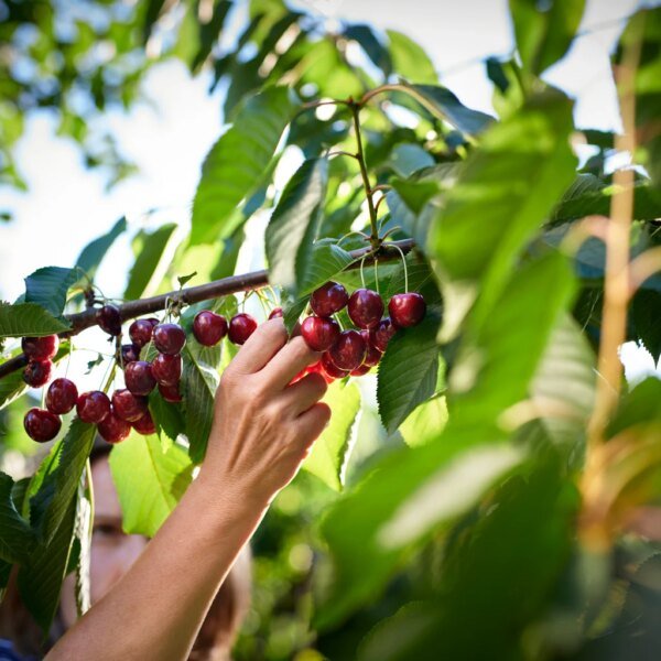BIZD: It's Time For Cherry-Picking