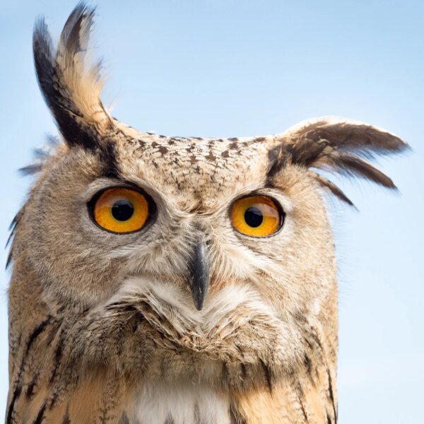 Blue Owl Is No SWAN (Not A Sucker Yield Either)