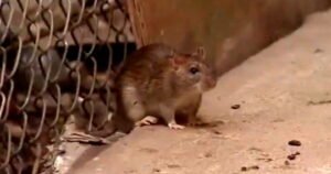 OH RATS! Terminix Releases List of America’s Most Rat-Infested Cities * The Gateway Pundit * by Mike LaChance