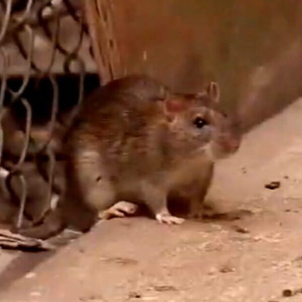 OH RATS! Terminix Releases List of America’s Most Rat-Infested Cities * The&hellip;
