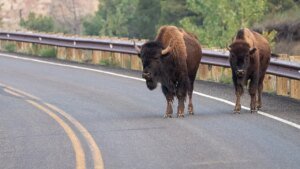 Yellowstone bison expenses man’s Ford Ranger, dents hood in nighttime assault