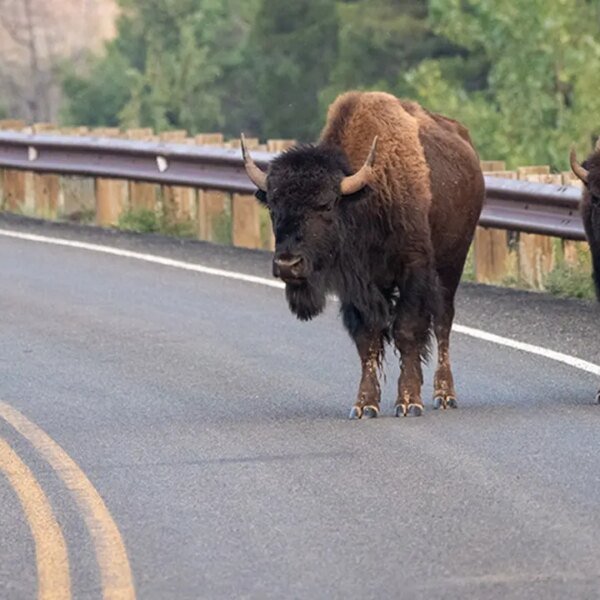Yellowstone bison expenses man’s Ford Ranger, dents hood in nighttime assault